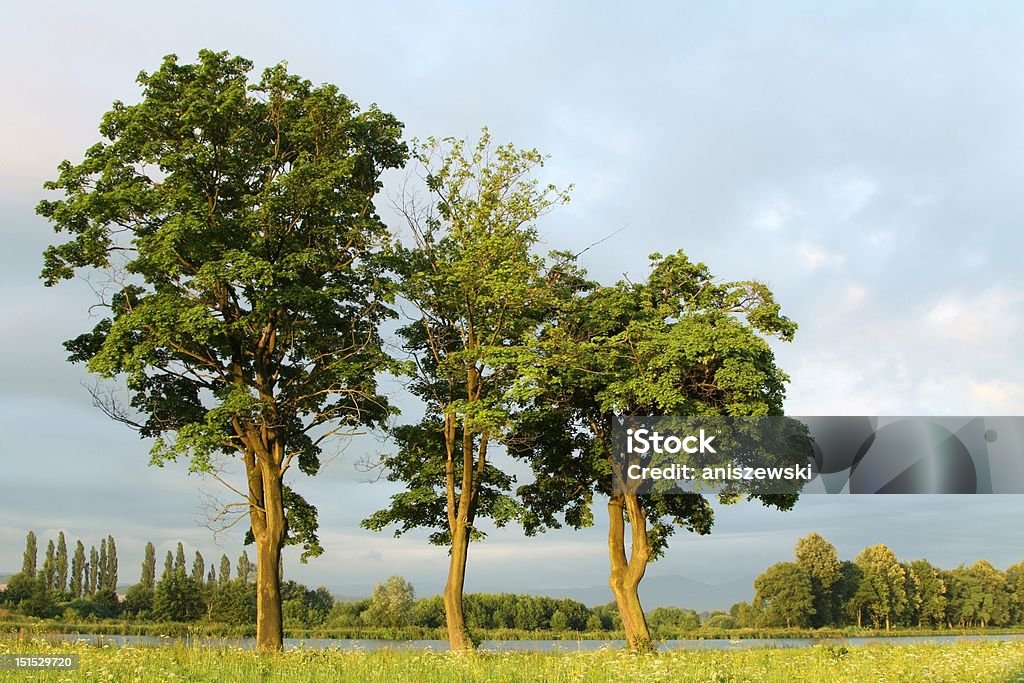 Ahorn Bäume in der Dämmerung - Lizenzfrei Agrarbetrieb Stock-Foto