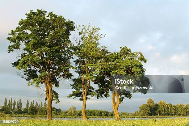 Ahorn Bäume In Der Dämmerung Stockfoto und mehr Bilder von Agrarbetrieb - Agrarbetrieb, Ahorn, Ast - Pflanzenbestandteil