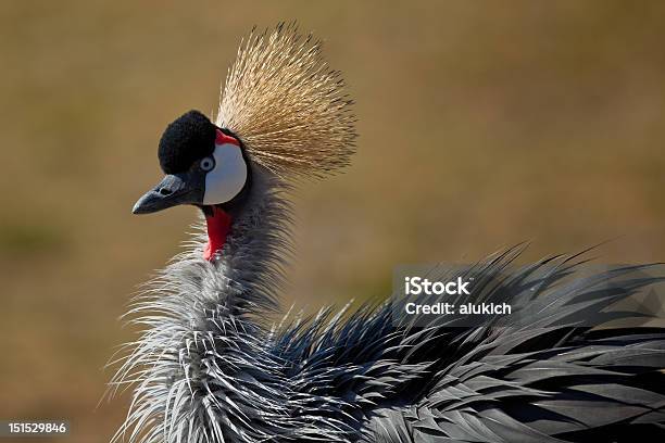 Grey Crowned Crane Stock Photo - Download Image Now - Animal, Bird, Crane - Bird