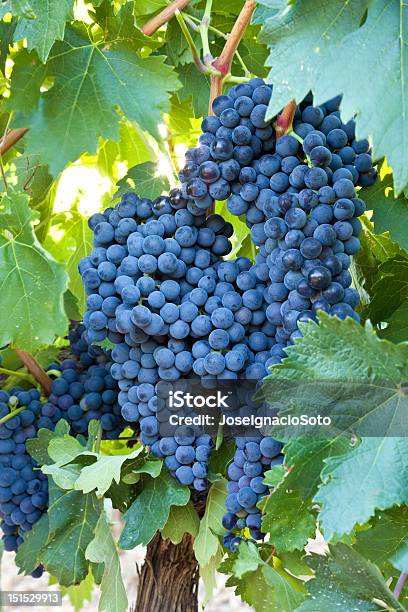 Bunches De Maduras Uvas En La Vid Juntos Colgar Foto de stock y más banco de imágenes de Agricultura - Agricultura, Aire libre, Colgar