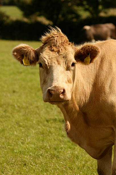 good irish cow stock photo