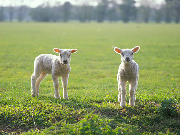istock Two little lambs in the field 151530148