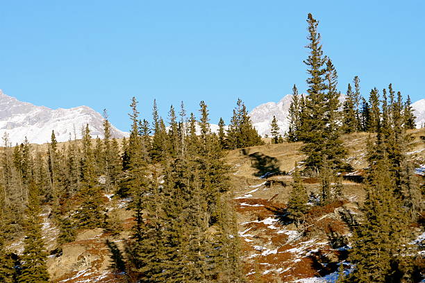 wild forest high in the rockies stock photo