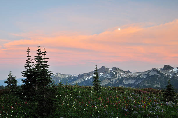 istock Wildflowers and tatoosh mountain range at sunset 151530157