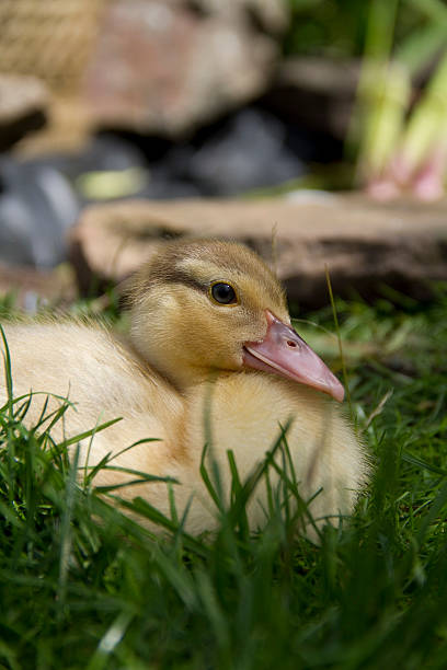 Muscovy duckling stock photo
