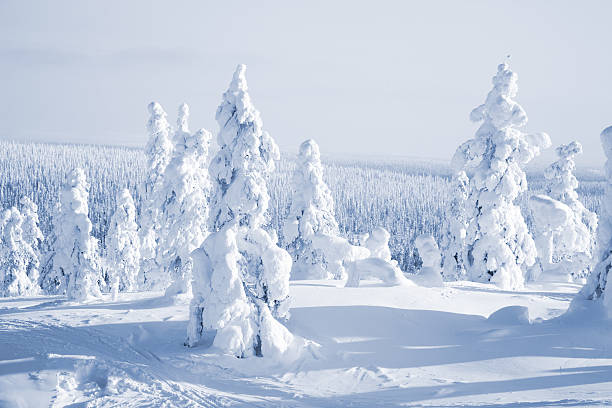 A group of trees at winter time covered in snow Cold winter with lot of snow and blue sky finnish lapland stock pictures, royalty-free photos & images