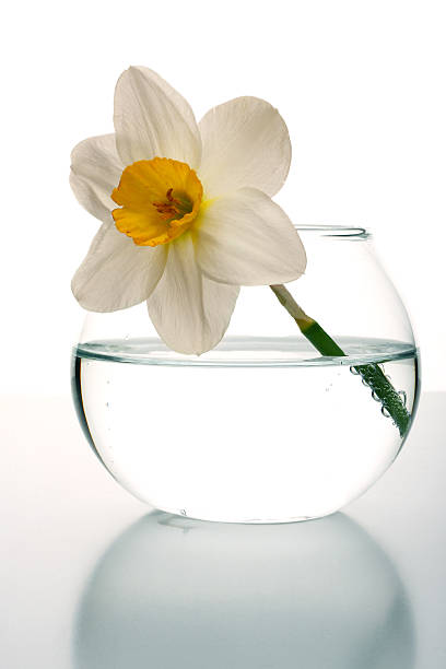White flower a narcissus in glass vessel stock photo