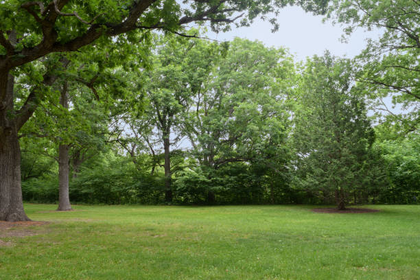 istock Clear Meadow with Trees in the Springtime 1515306148