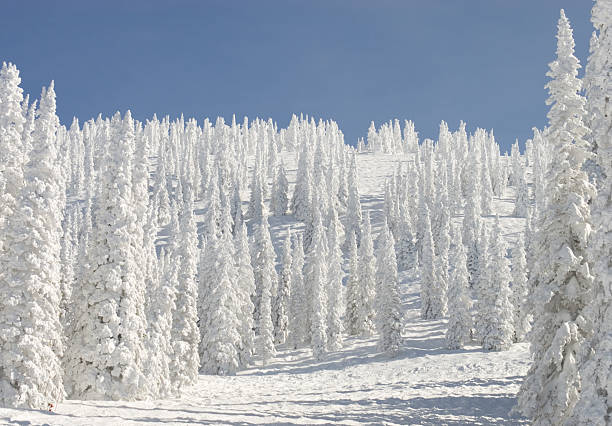 Storm Peak 3 Trees coated by an overnight snowstorm on Storm Peak, Steamboat Springs, CO. steamboat springs stock pictures, royalty-free photos & images