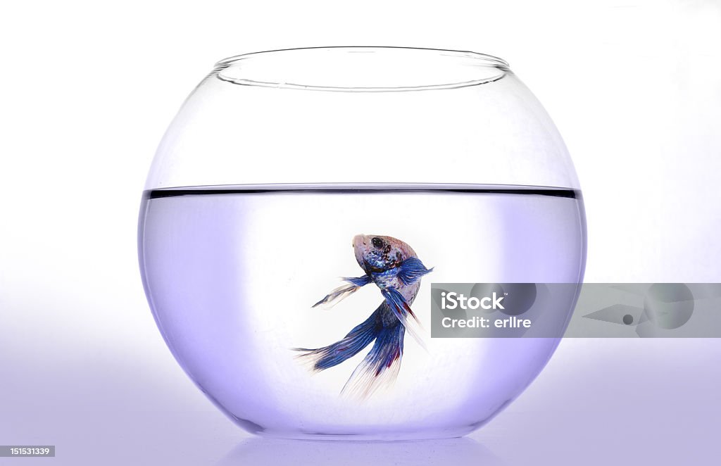 Betta splendens - Foto de stock de Animal royalty-free