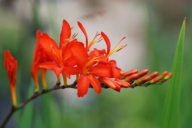 Crocosmia mistral,macro picture