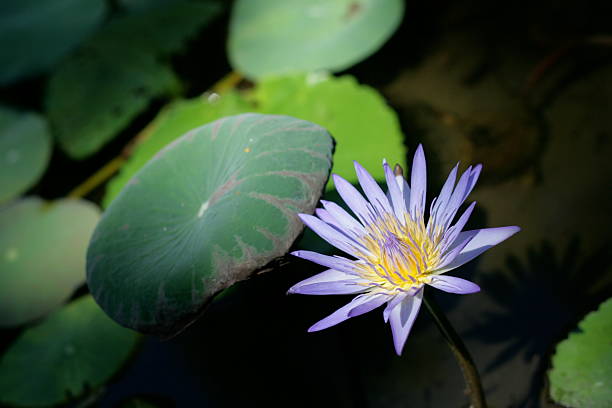 istock Purple Water Lily 151531403