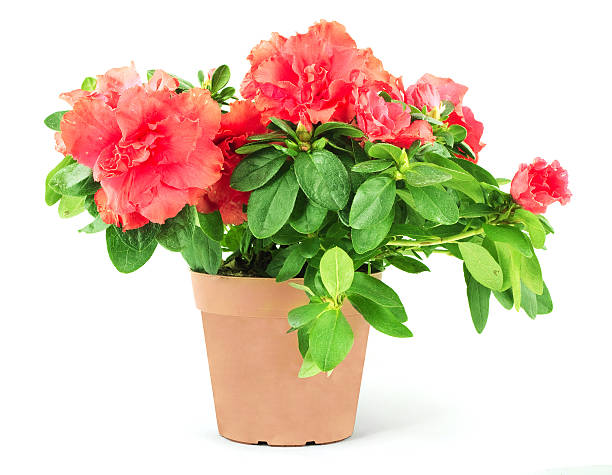 istock Flowers in a flowerpot 151531441