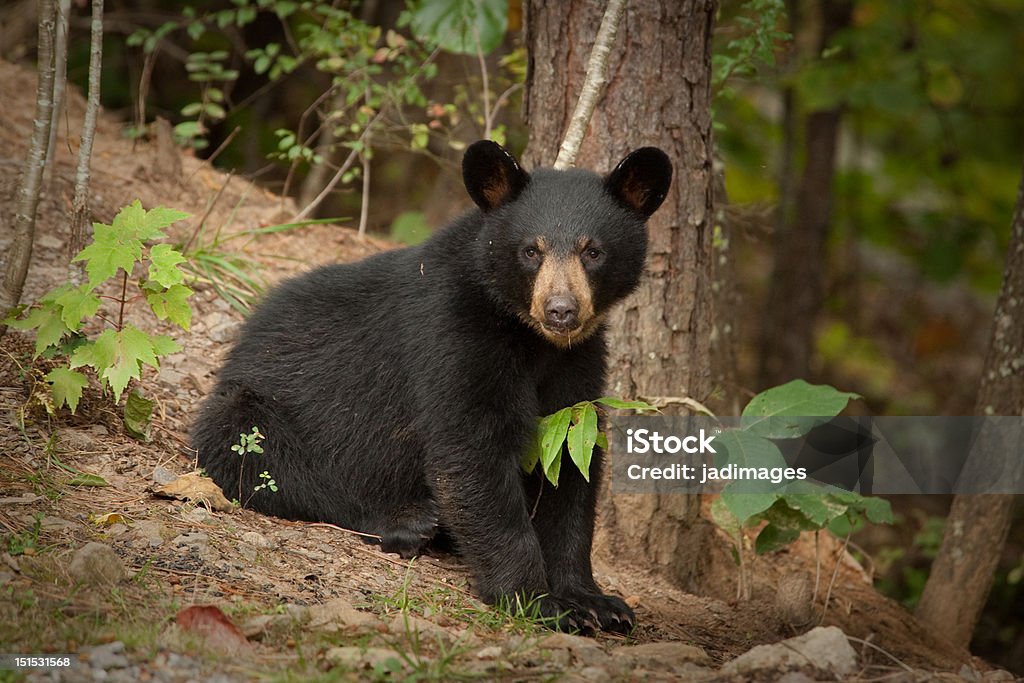 Young wild black bear young black bear in the wild sitting by a tree in the Appalachian Mountains Animal Stock Photo
