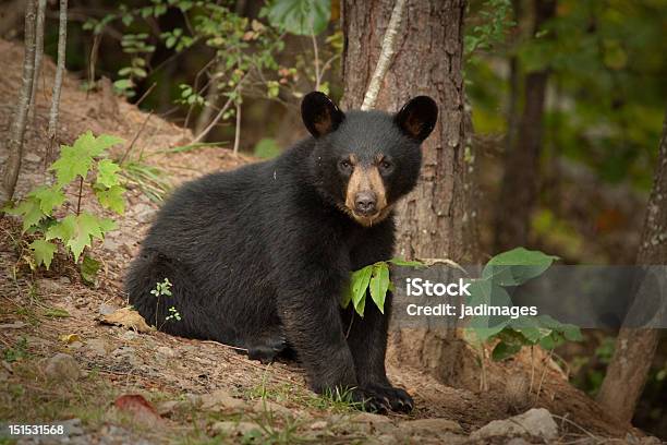 Young Wild Black Bear Stock Photo - Download Image Now - Animal, Animal Body Part, Animal Hair