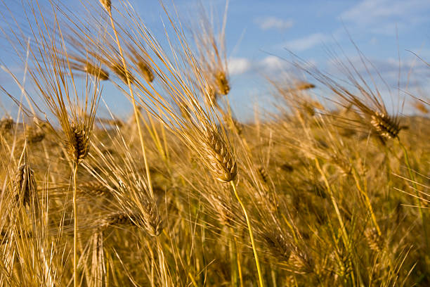 Field of Gold stock photo