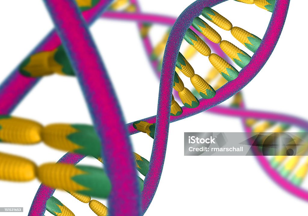 Genmanipulierter Mais - Lizenzfrei DNA Stock-Foto