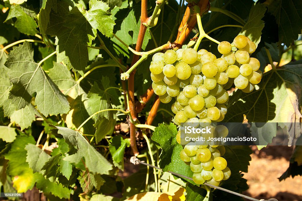 Racimo de maduras uvas en la vid montaje - Foto de stock de Agricultura libre de derechos