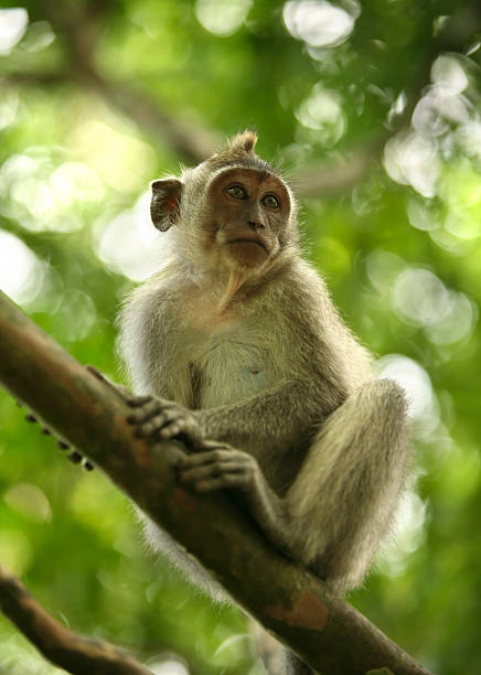 istock Child of monkeys 151531795