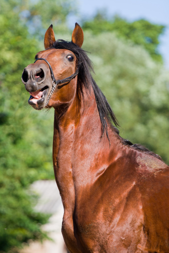 The Horse Neighs Stock Photo - Download Image Now - Horse, Neighing, Animal  Mane - iStock
