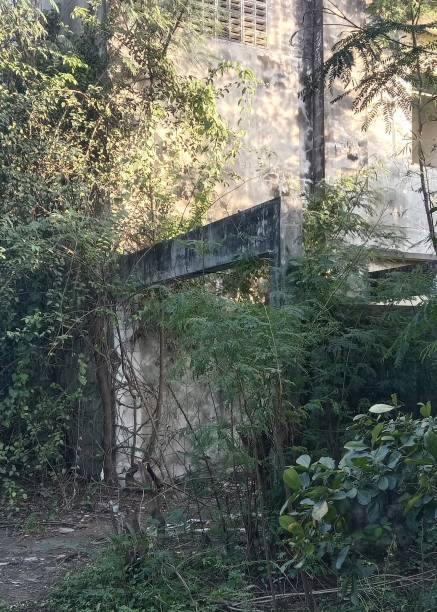istock abandoned home in The forest 1515322842