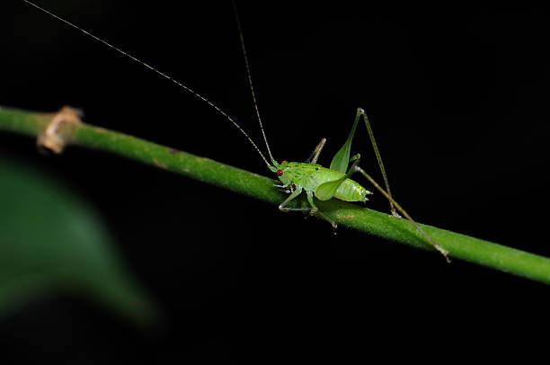 istock Green Hopper preparing for a jump to the neighbouring leaf 151532508