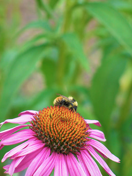 Echinacea purpurea con abeja - foto de stock