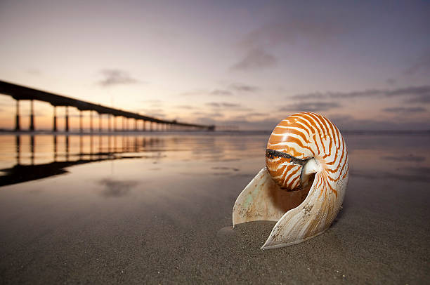 istock Nautilus Shell on the California Coastline 151532764