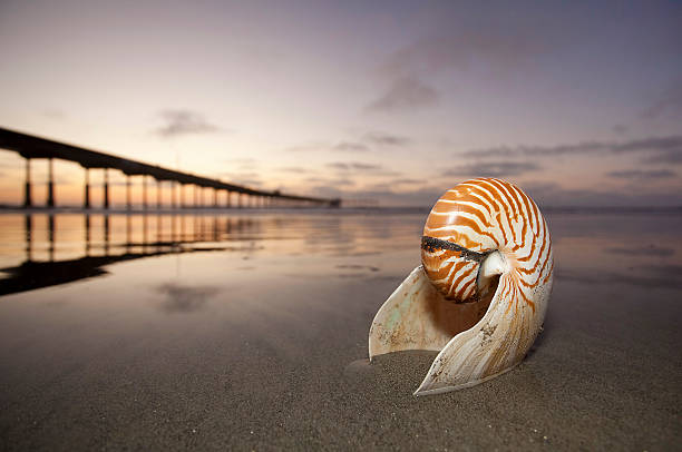 Nautilus Shell on the California Coastline stock photo
