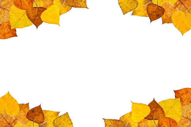 autumn leaves frame stock photo