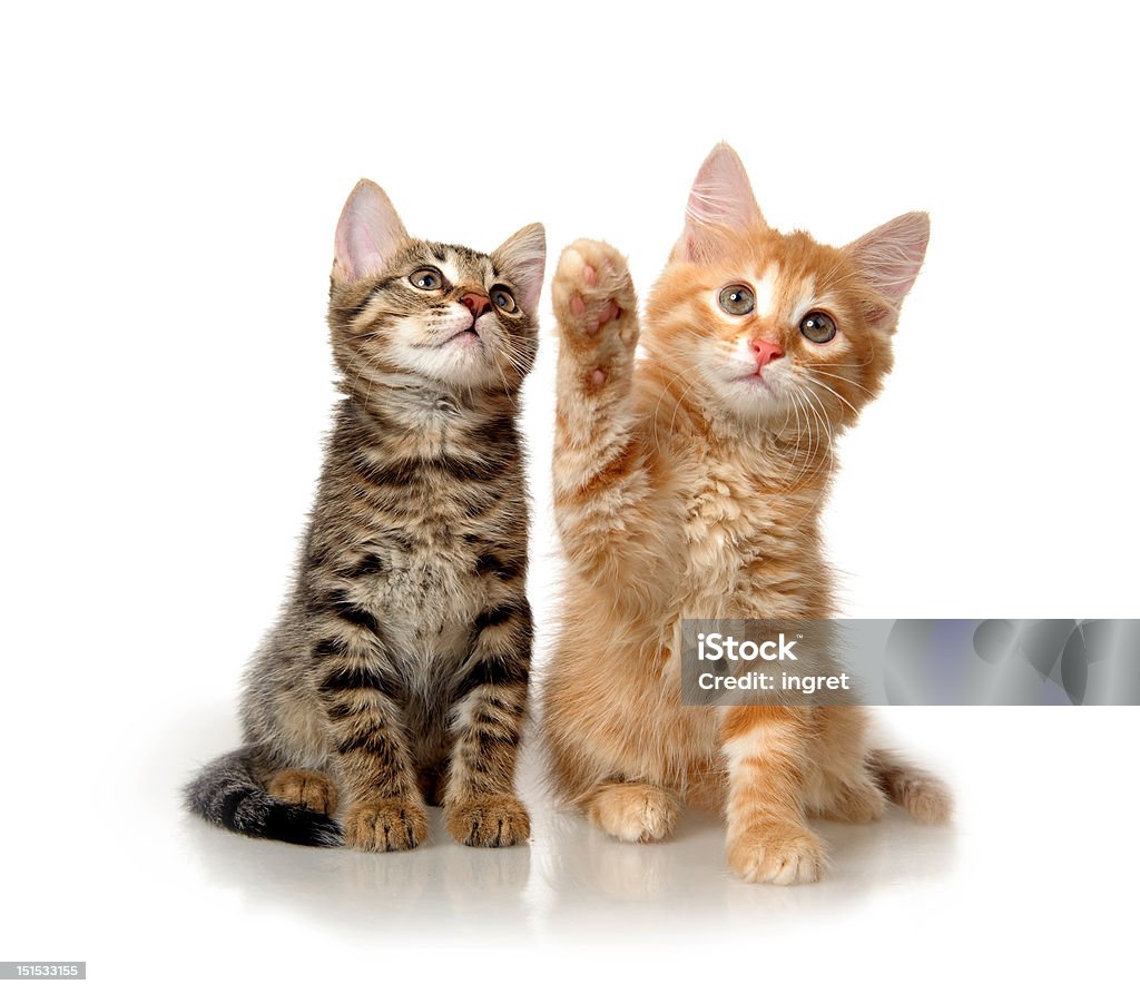 kitten on a white background Animal Stock Photo