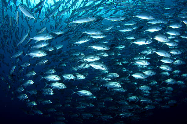istock Large swirling school of silver fish 151533239