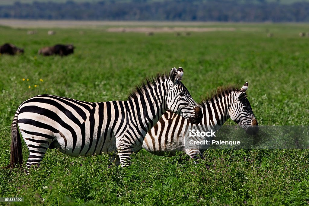 Зебр в Ngorongoro вулкана - Стоковые фото Африка роялти-фри