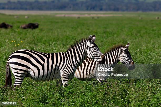 Зебр В Ngorongoro Вулкана — стоковые фотографии и другие картинки Африка - Африка, Голова животного, Горизонтальный