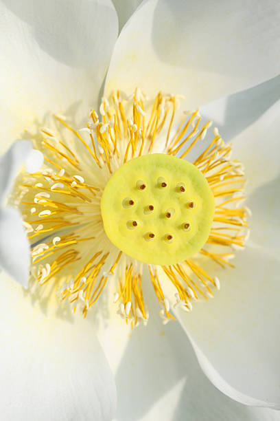 istock seedpod of the lotus 151533553