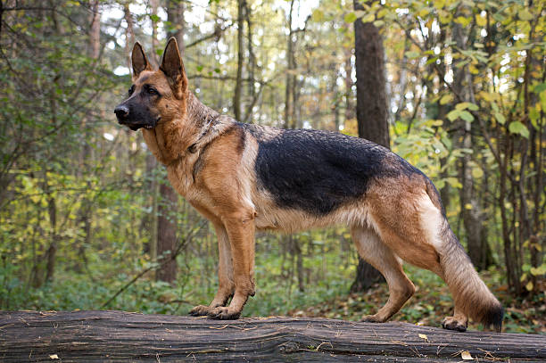 caminhada na floresta - cão pastor alemão - fotografias e filmes do acervo