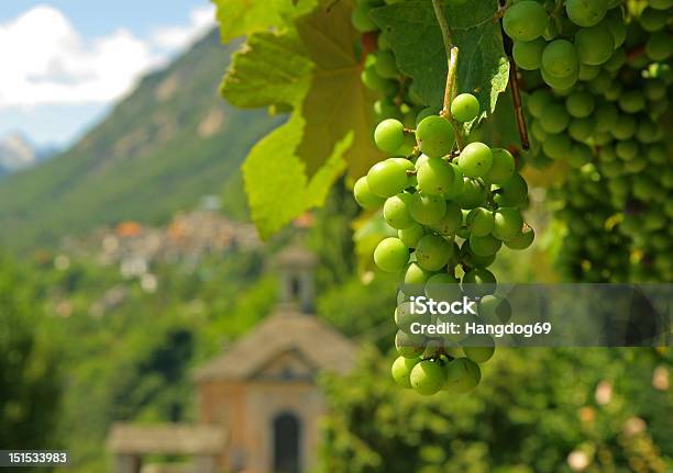 Photo libre de droit de Raisin banque d'images et plus d'images libres de droit de Canton du Tessin - Canton du Tessin, Plante grimpante et vigne, Raisin