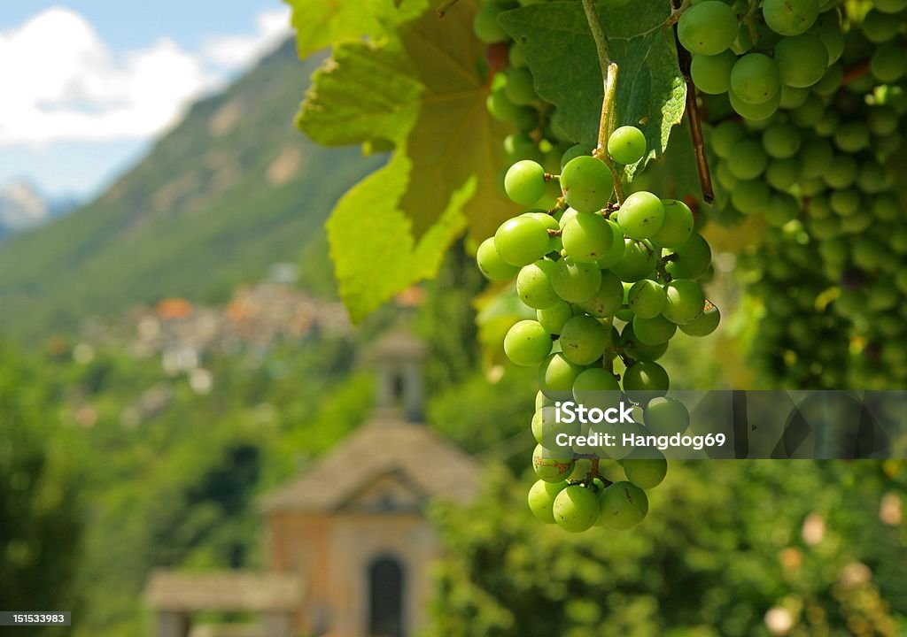 Uva - Foto stock royalty-free di Canton Ticino