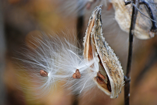Seedlings of a milkweed blowing in the autumn wind.