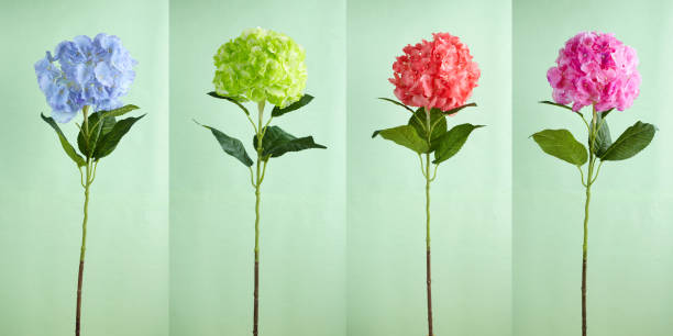 Four kinds of color bigleaf hydrangeas