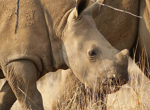 istock Cute baby white rhino 151534154