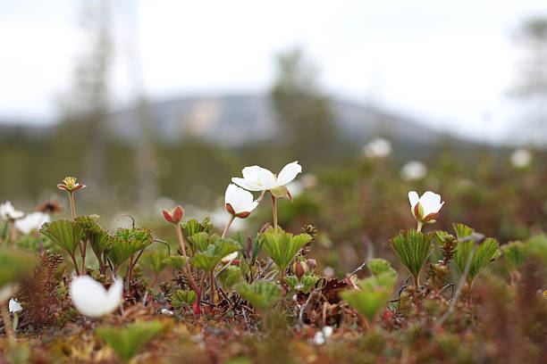 Cloudberry Flowers stock photo