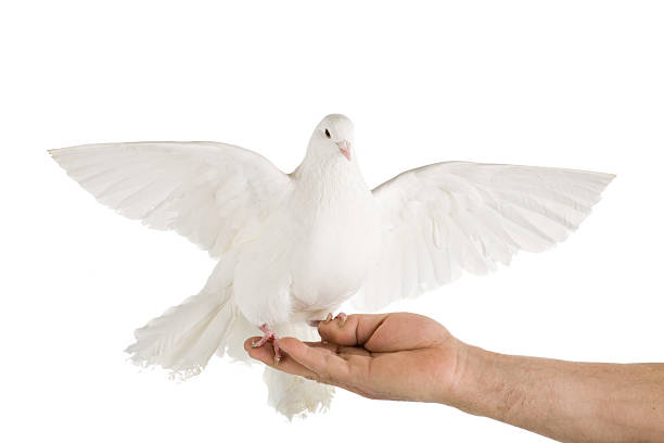 White dove launching on human's hand stock photo