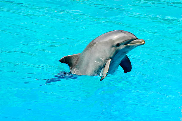 istock Dolphin swimming in a pool 151534460