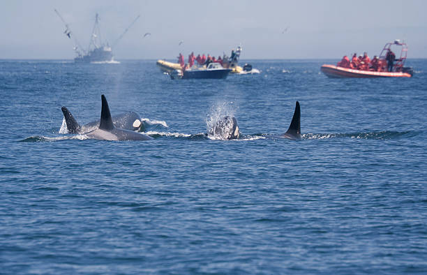 istock People in Boats watching Killer Whales 151534591