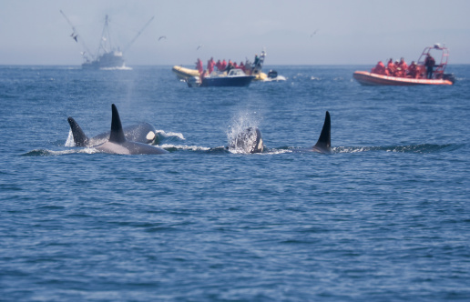 People in Boats watching Killer Whales - Orcinus orca near San Juan Islands, USA
