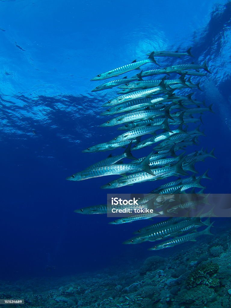 barracuda - Foto stock royalty-free di Animale selvatico