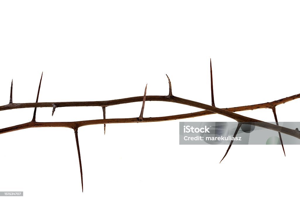 two thorny tree twigs two dried tree twigs with long thorns isolated on white Thorn Stock Photo