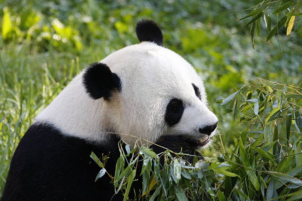 Joven Panda - foto de stock