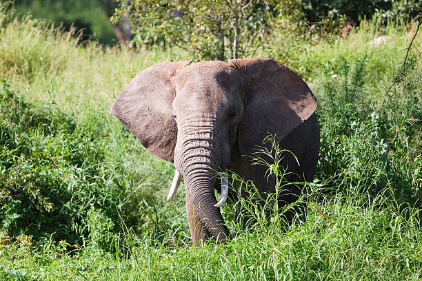 istock African elephant in the Tarangire National Park 151534968